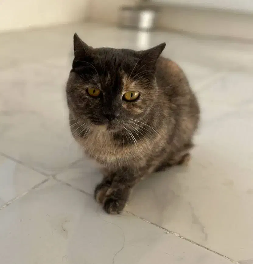 گربه اسکاتیش انفولد|گربه|مشهد, کوثر|دیوار