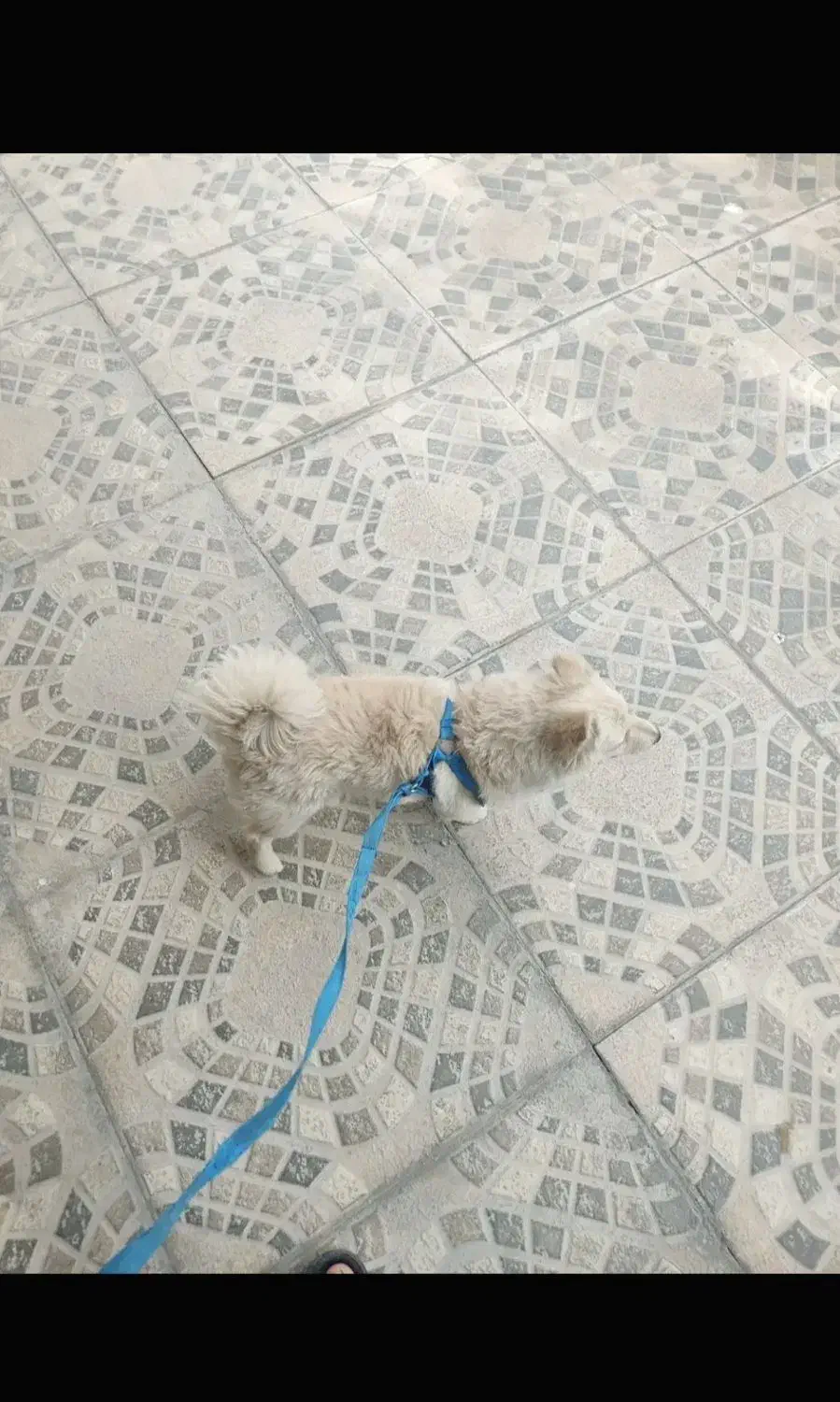 سگ پامر روباهی|سگ|بیستون, |دیوار