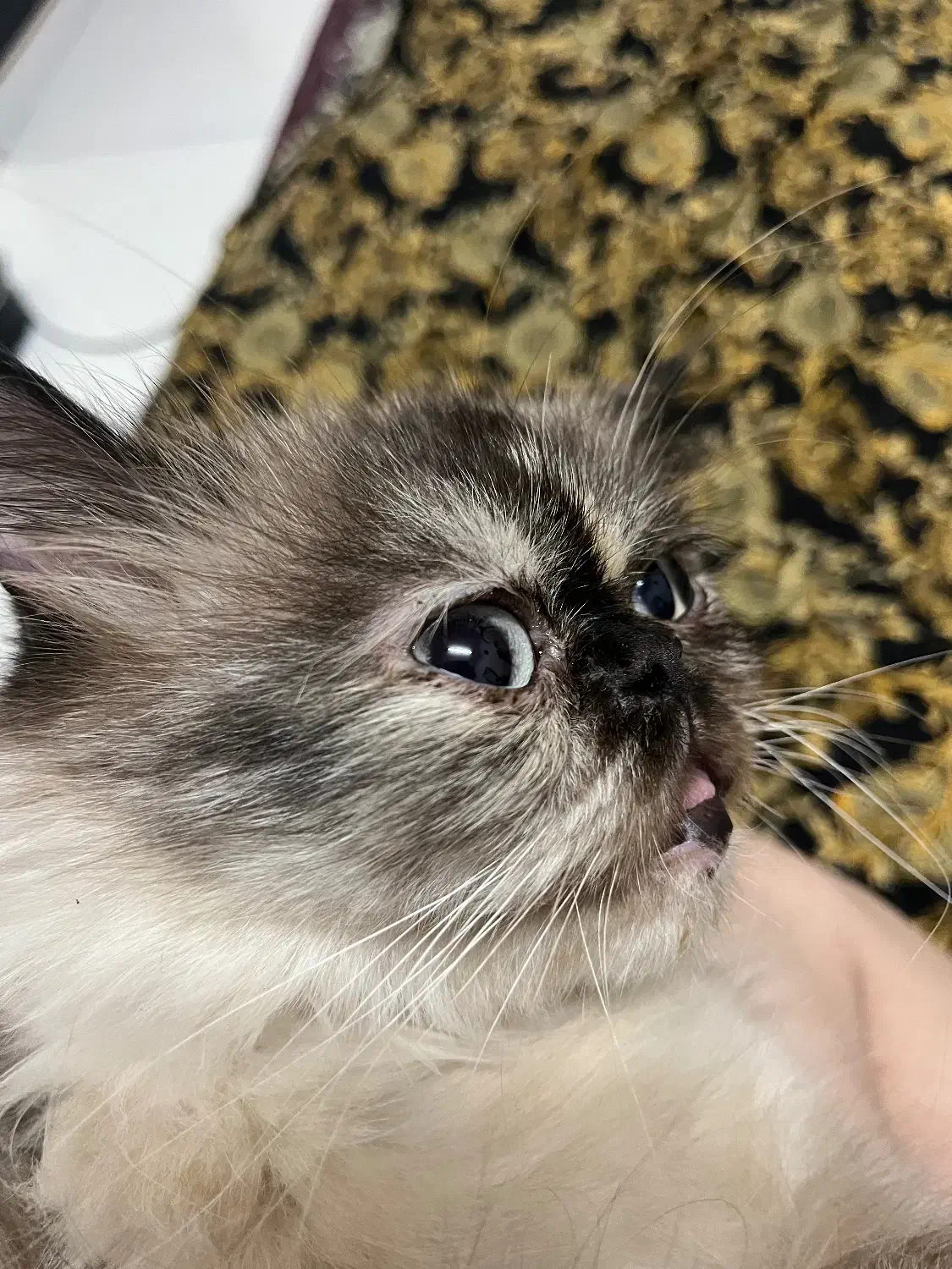 گربه نژاد هیمالین|گربه|رشت, توشیبا|دیوار