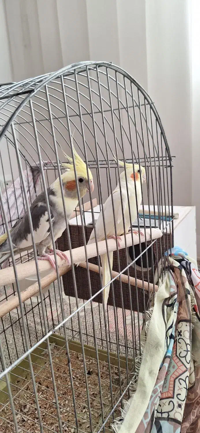 مرغ عروس|پرنده|آران و بیدگل, |دیوار