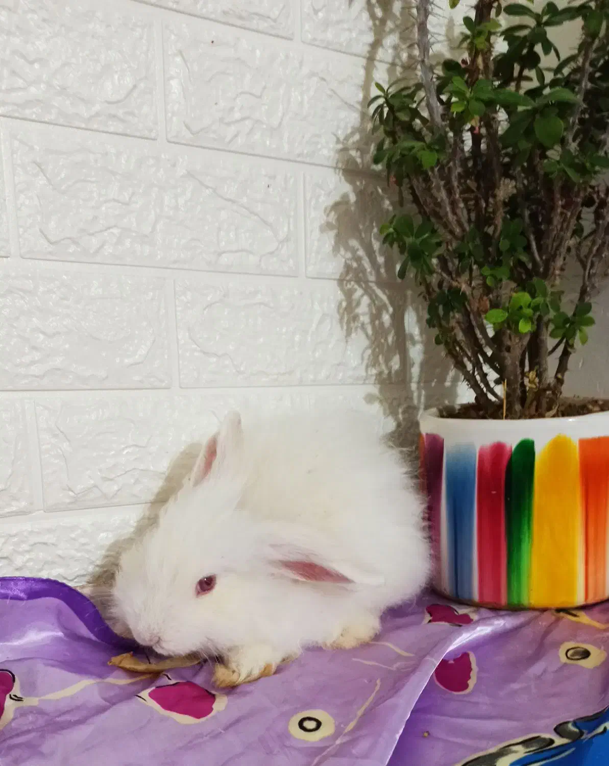 خرگوش لوپ آنغوره|موش و خرگوش|کرمان, |دیوار