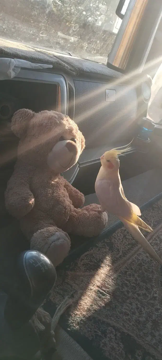 یک عدد عروس هلندی نر گمشده|پرنده|پرند, فاز ۰|دیوار