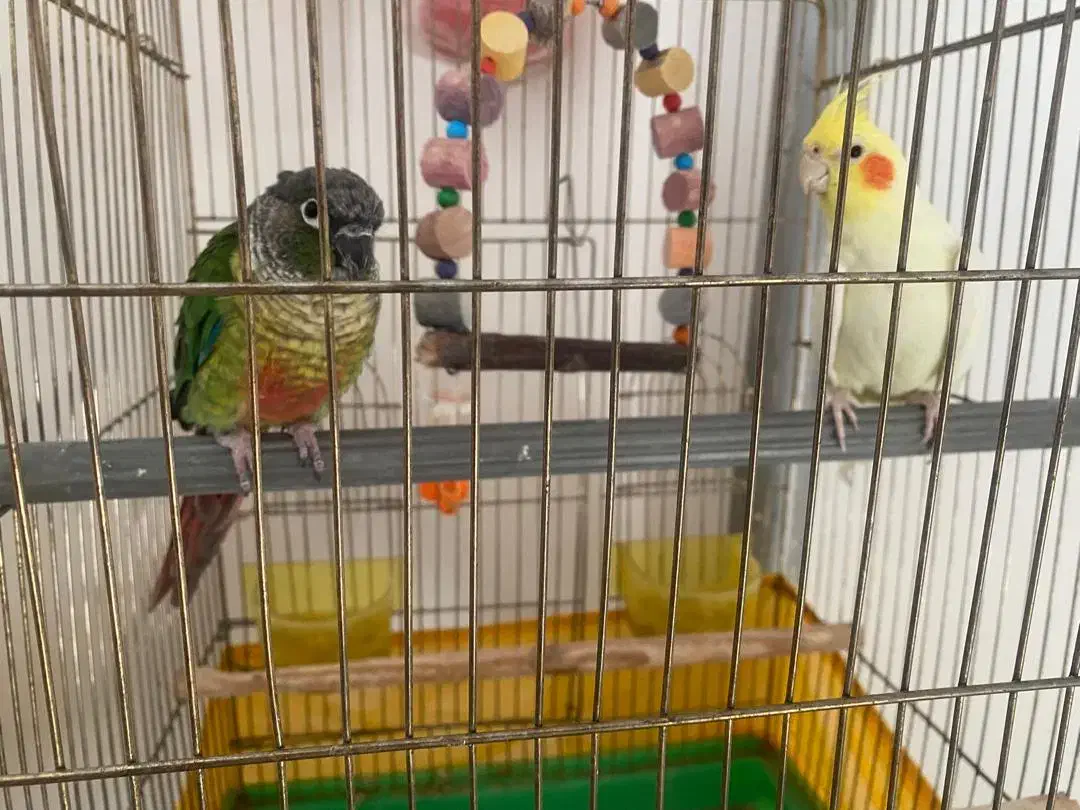 پرنده خانگی|پرنده|اردبیل, |دیوار