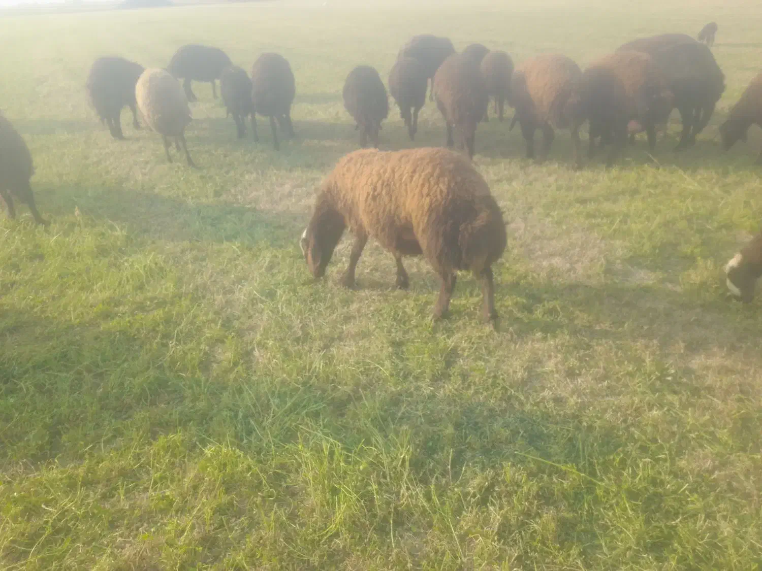 بره ماده چاق وقوچ3شیره جنس|حیوانات مزرعه|کنگاور, |دیوار