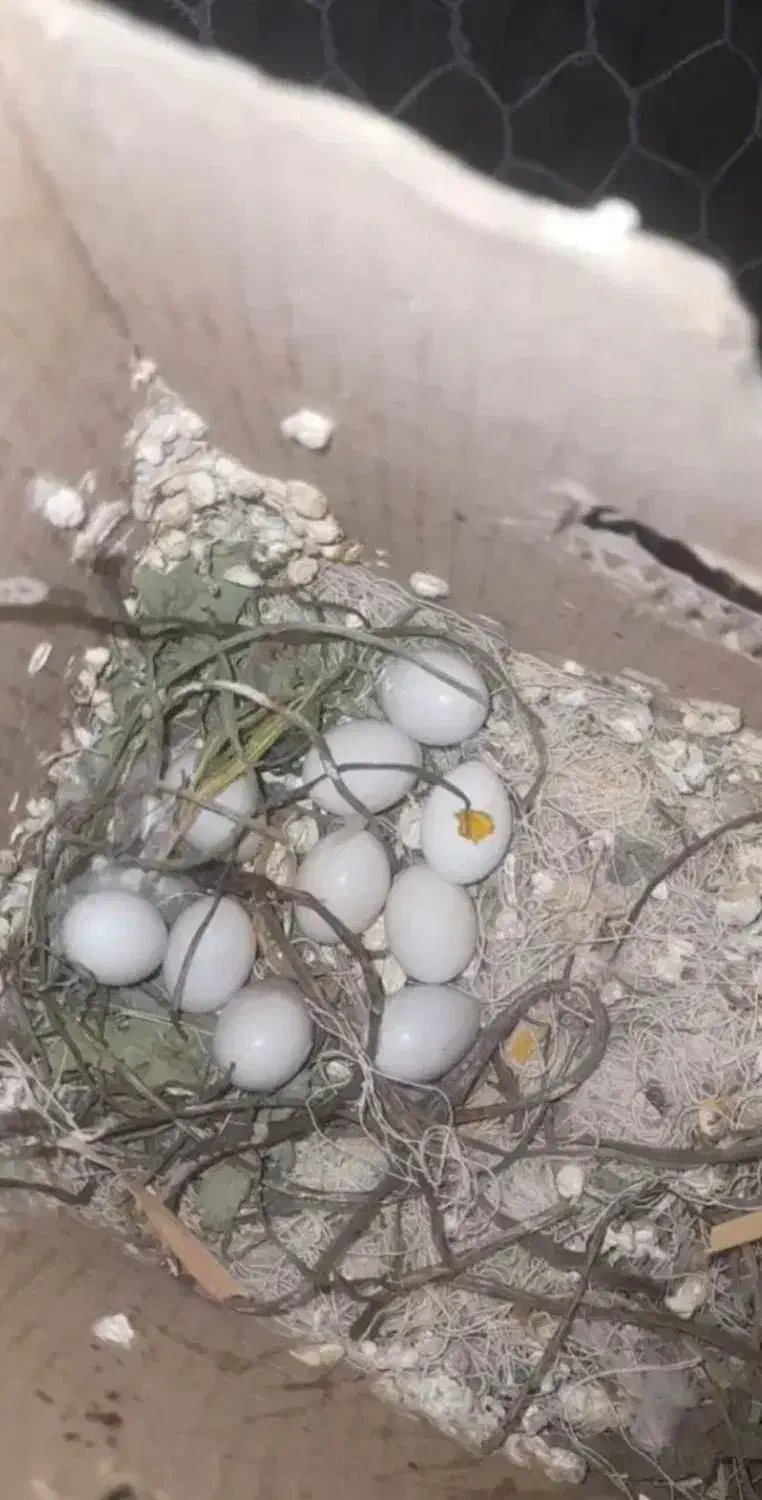 یه جفت فنچ تخم جوجه درست|پرنده|بردسکن, |دیوار