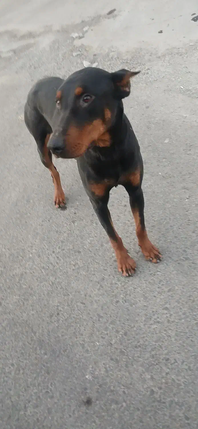 ماده دوبرمن|سگ|فشاپویه, |دیوار