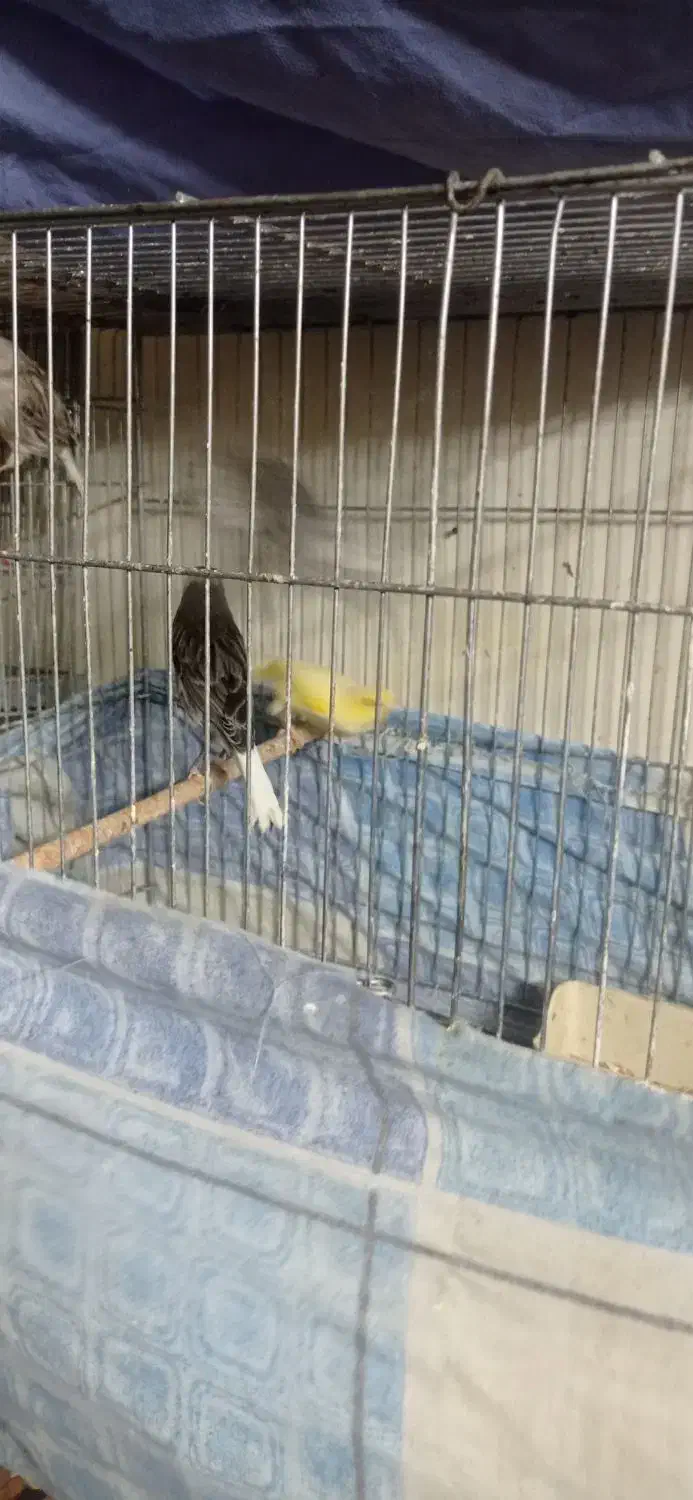 قناری|پرنده|کرمان, |دیوار