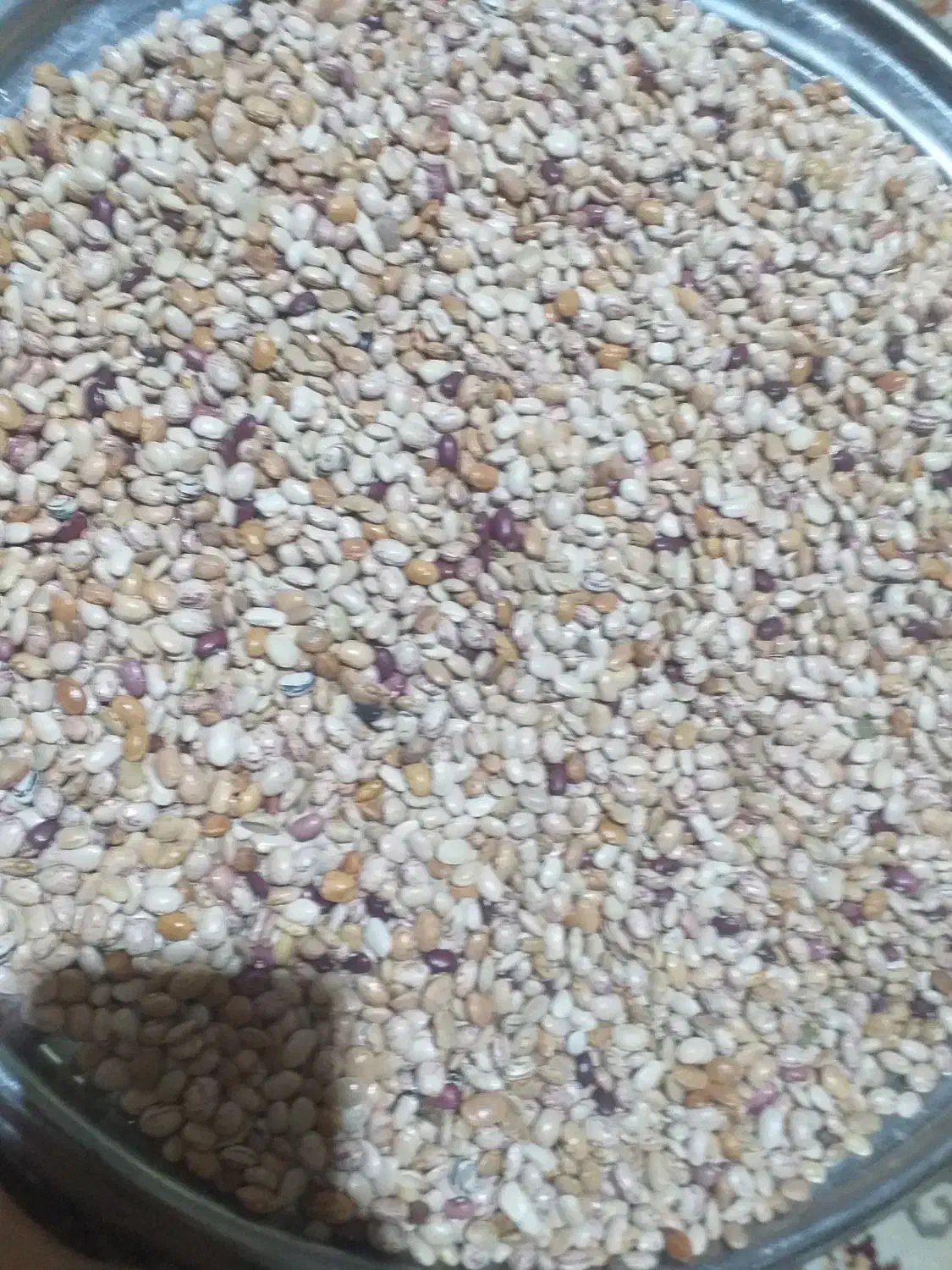 لوبیا چیتی|خوردنی و آشامیدنی|فولادشهر, B7|دیوار