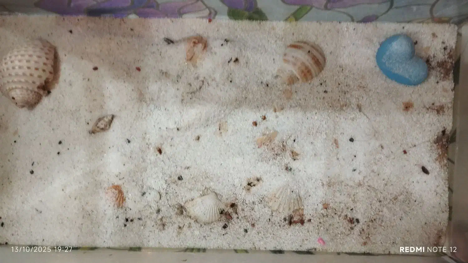 اکواریوم 60*55*30 شیشه خم|ماهی|فردیس, فردیس|دیوار