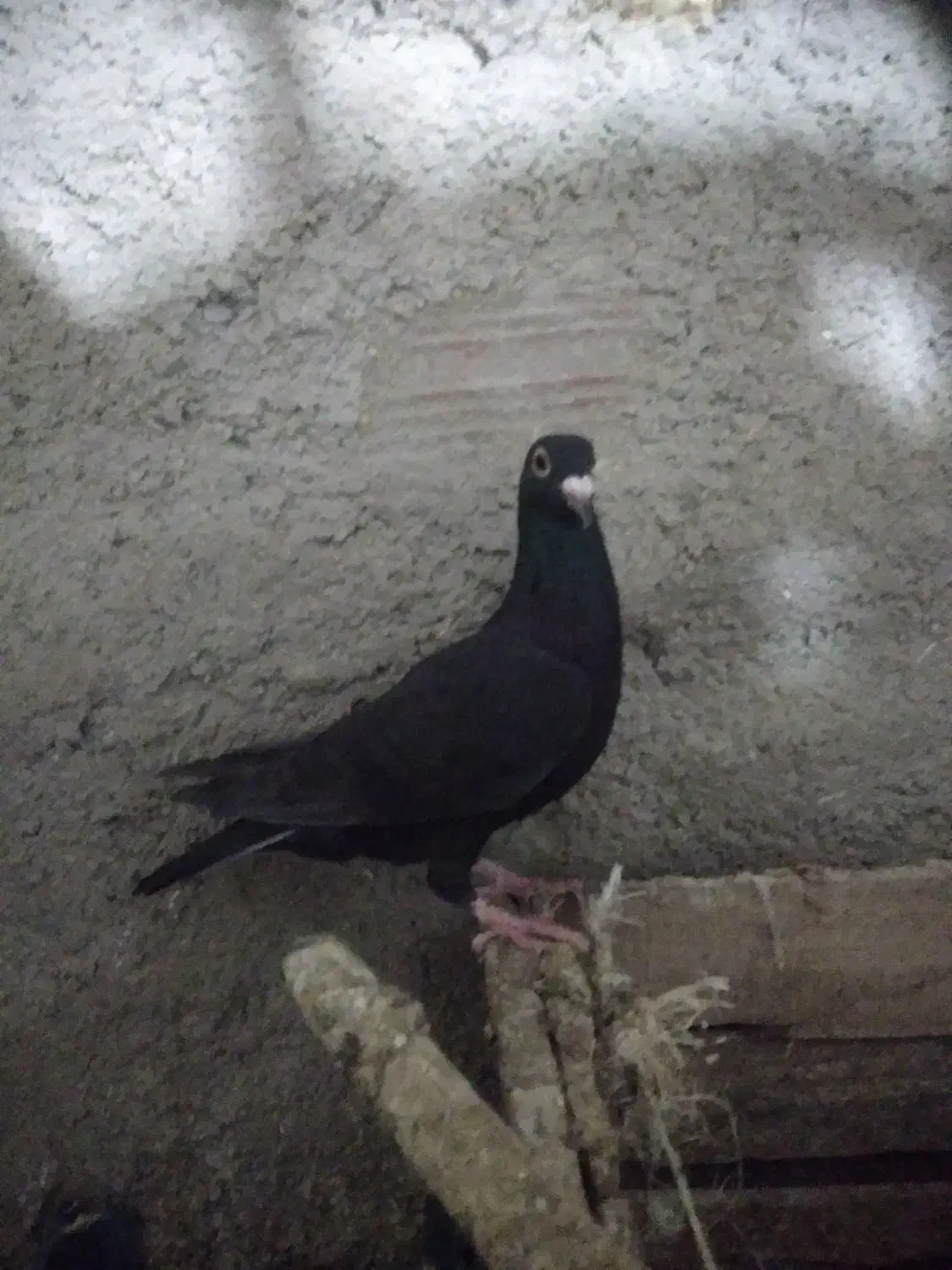 کبوترزاغ فروشی|پرنده|آشخانه, |دیوار