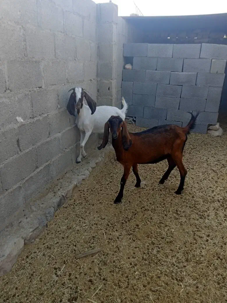 گیسه دورگ پاکستانی|حیوانات مزرعه|اسیر, |دیوار