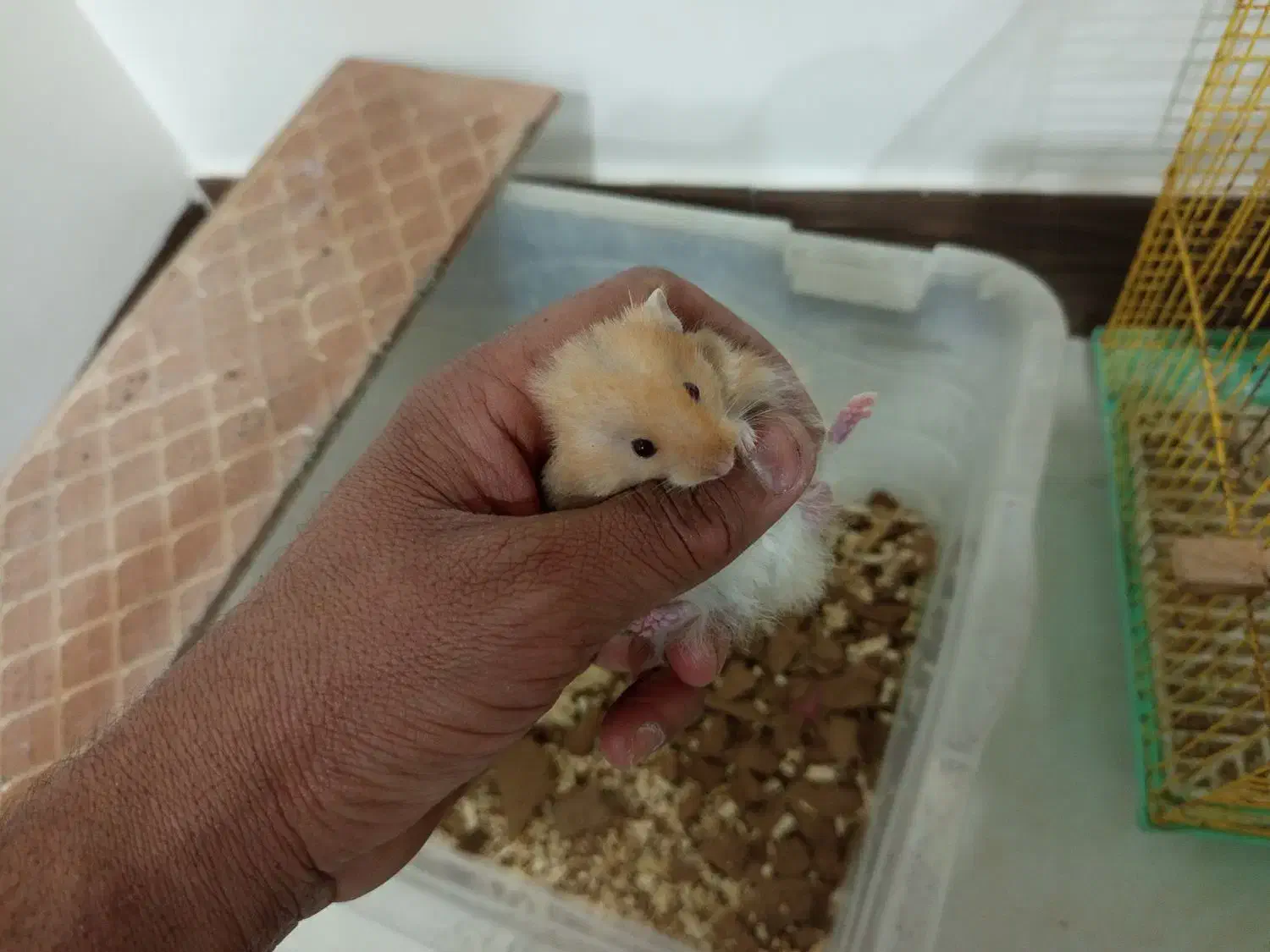 دوعددهمستر|موش و خرگوش|کلاله, |دیوار