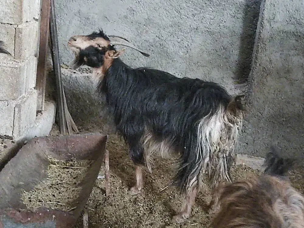 ۲بز،ترکی آبستن در وحدتیه|حیوانات مزرعه|وحدتیه, |دیوار