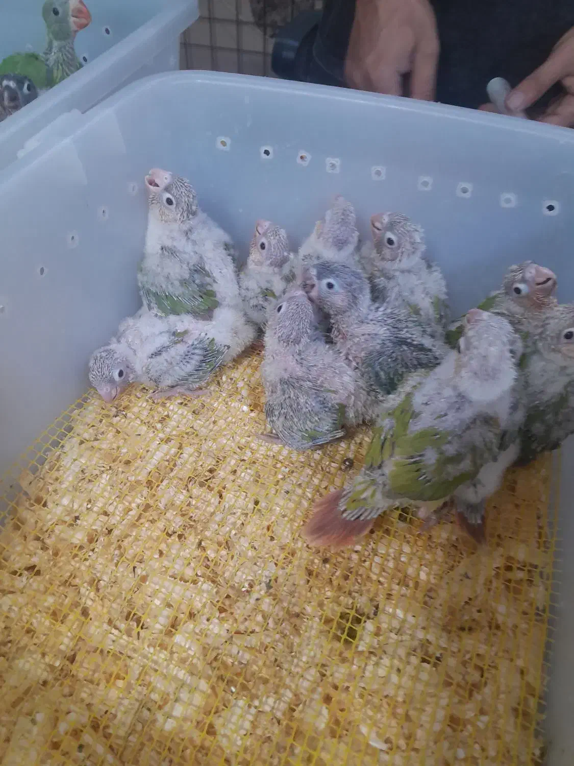 طوطی گرینچیک های سرلاکی  رد و اکستریم و دبل رد|پرنده|قائم‌شهر, |دیوار