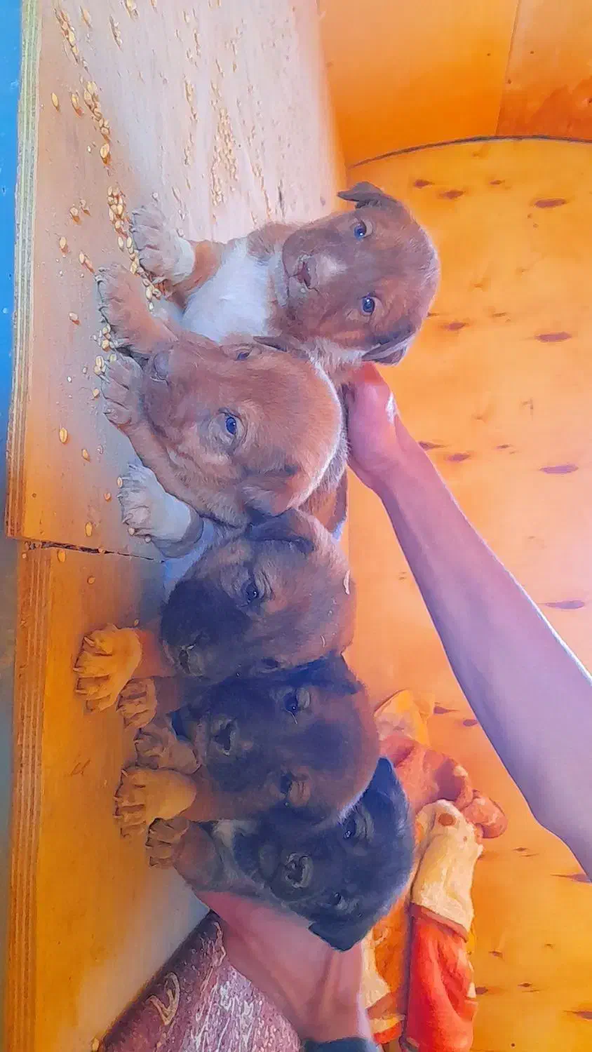 توله‌سگ‌های ژرمن سرابی سالم و باهوش|سگ|یزد, |دیوار