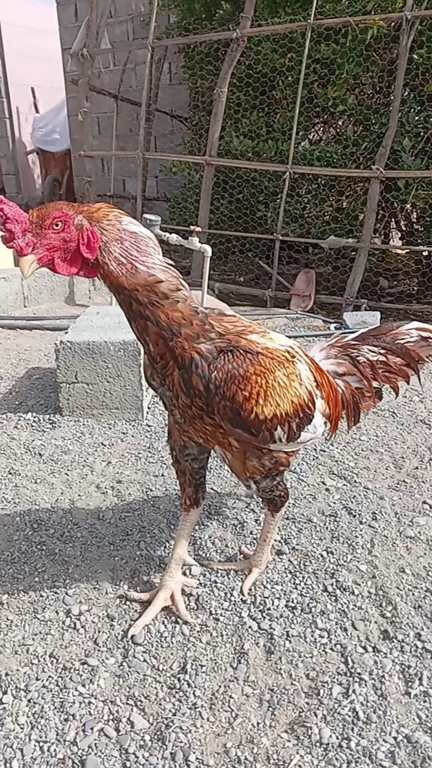 خروس لاری یک|حیوانات مزرعه|میناب, |دیوار