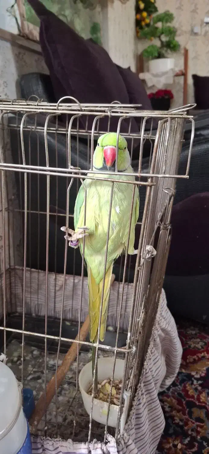 طوطی ملنگو دستی سخنگو|پرنده|مشهد, هفده شهریور|دیوار