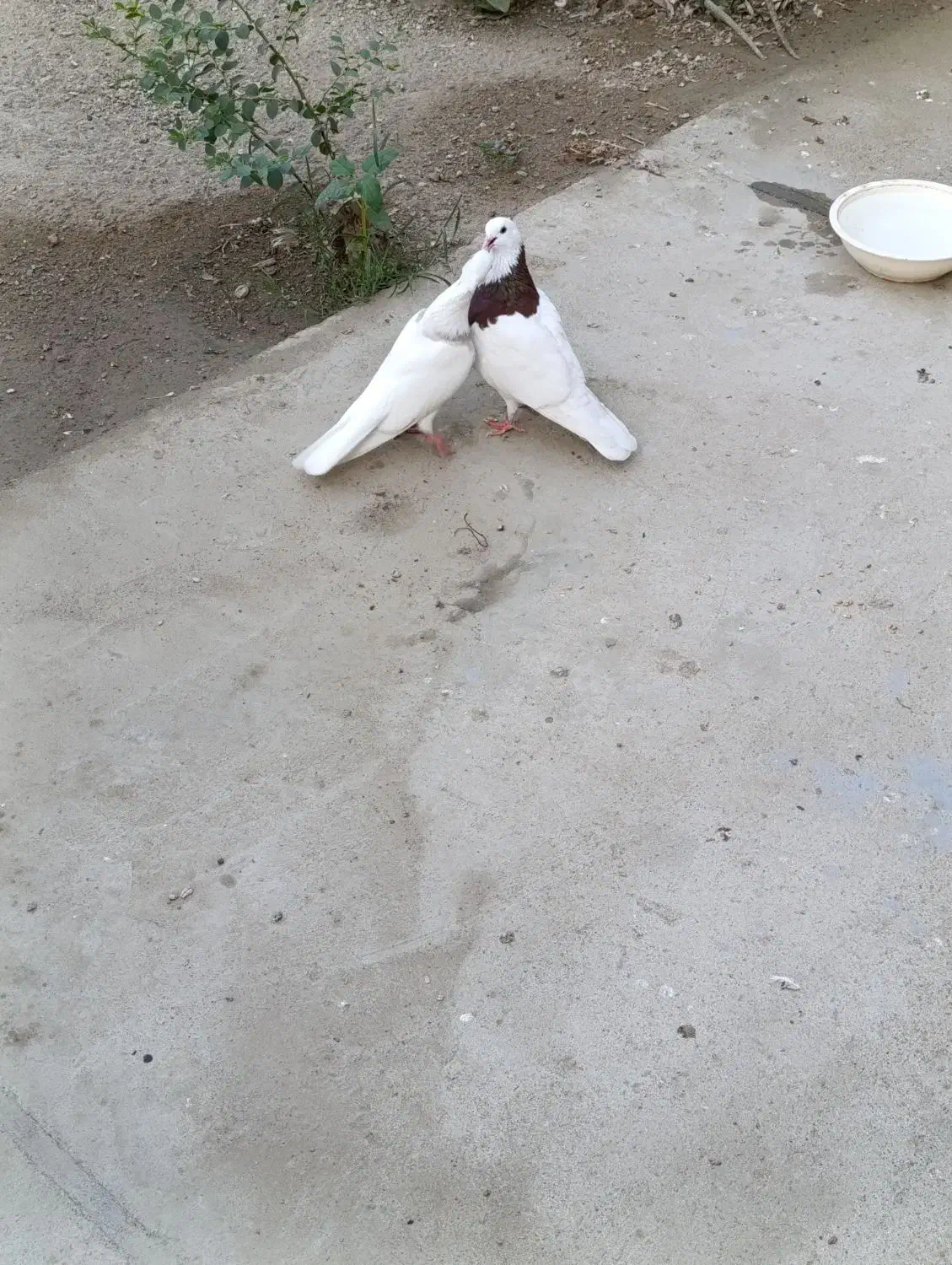 کفتر بندر جاسک|پرنده|میناب, |دیوار