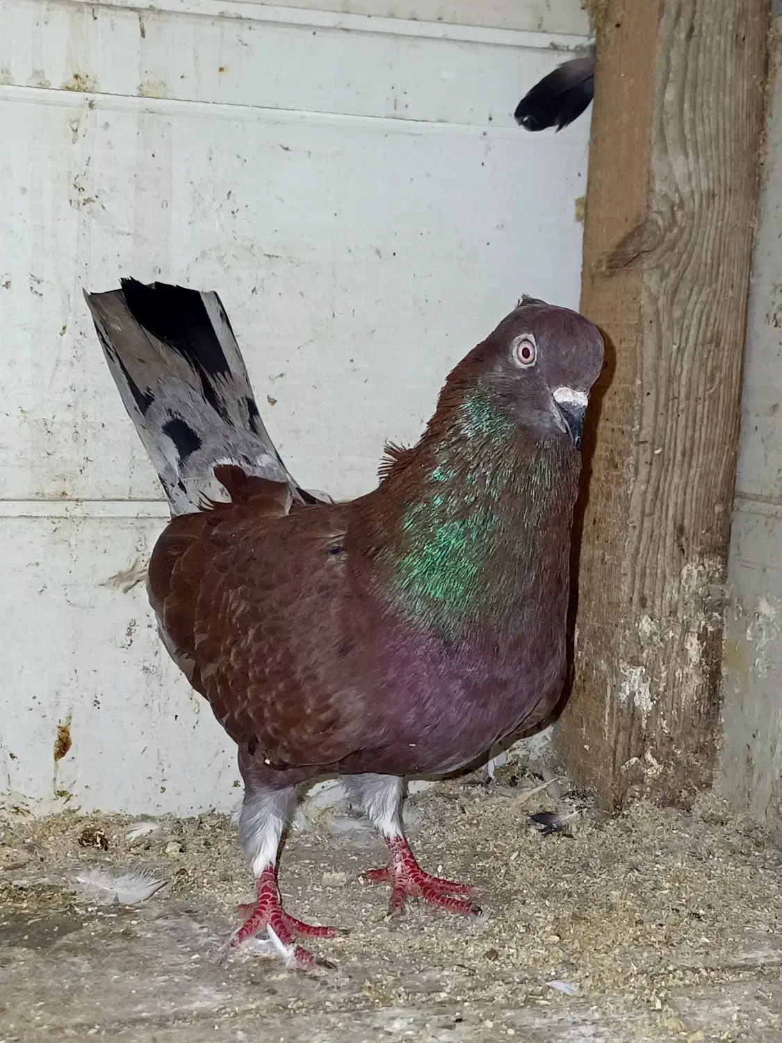 کبوتر سرخ سرور|پرنده|آستانه اشرفیه, |دیوار