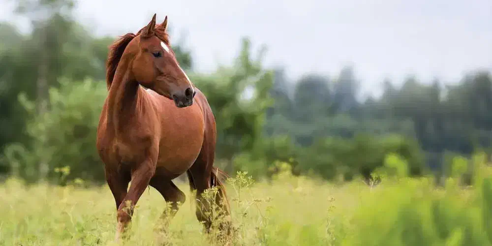 آموزش سوارکاری|خدمات آموزشی|اصفهان, دنارت|دیوار