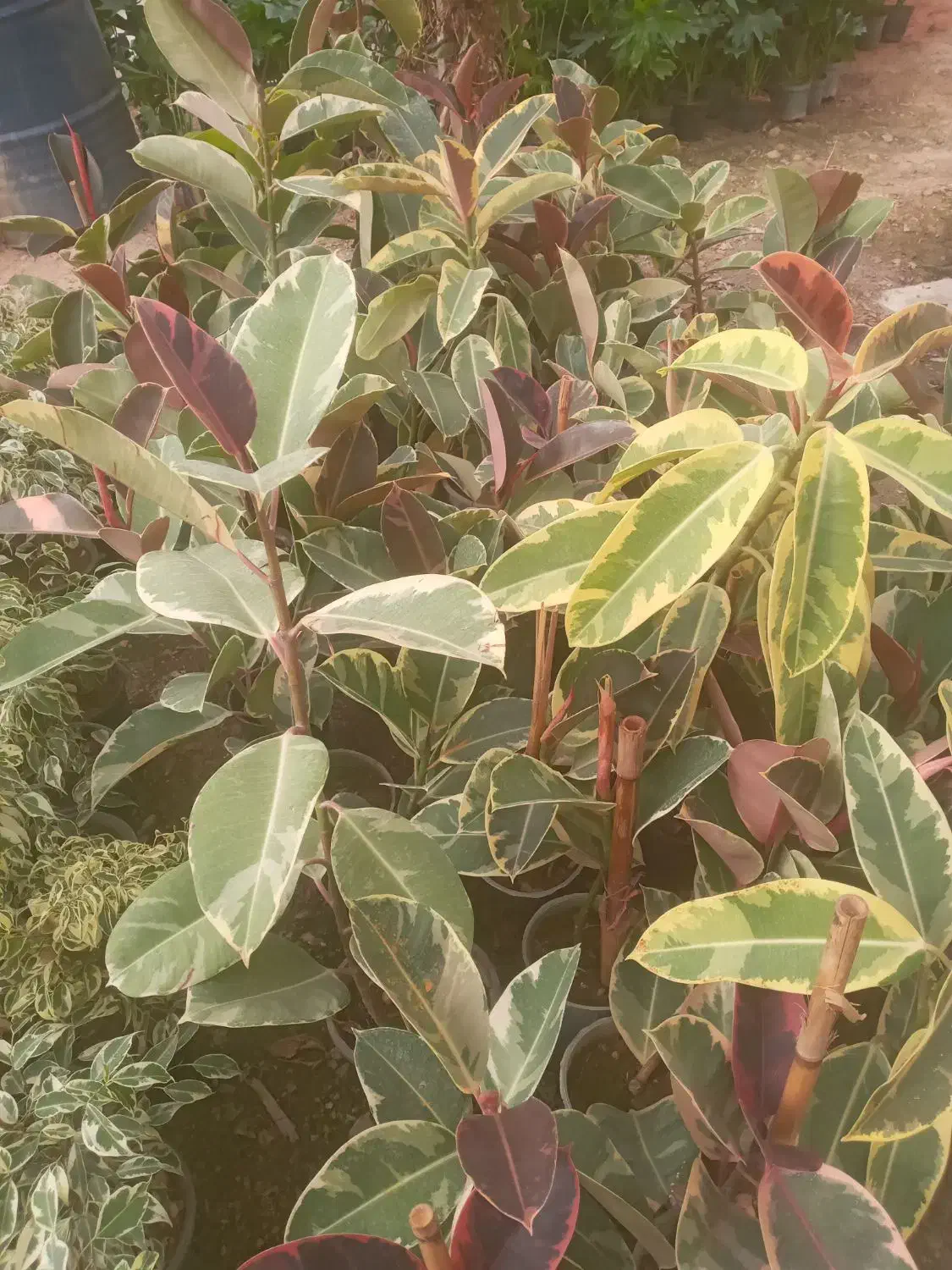 گل زینتی دونه ۱۲۰هزارحراج|گل و گیاه طبیعی|خمینی‌شهر, |دیوار