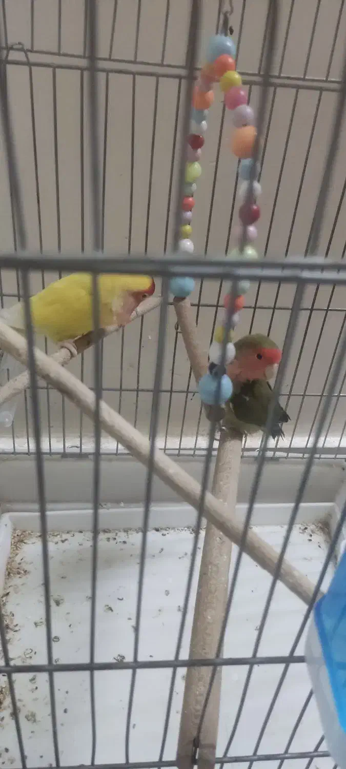 طوطی برزیلی|پرنده|ری, ظهیرآباد|دیوار