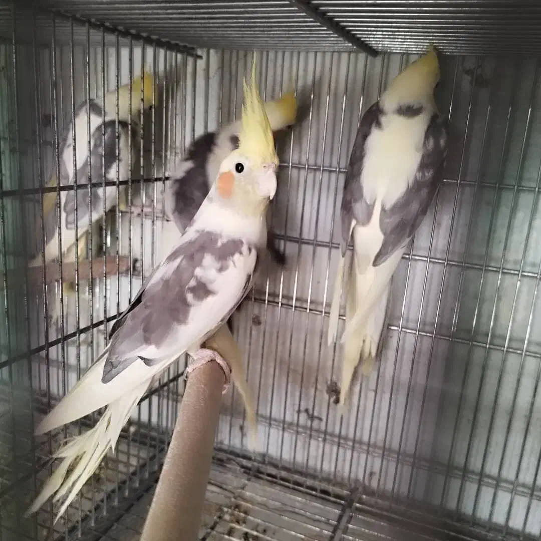 100 عدد عروس یه صورت کلی و جزیی|پرنده|اصفهان, عطار نیشابوری|دیوار