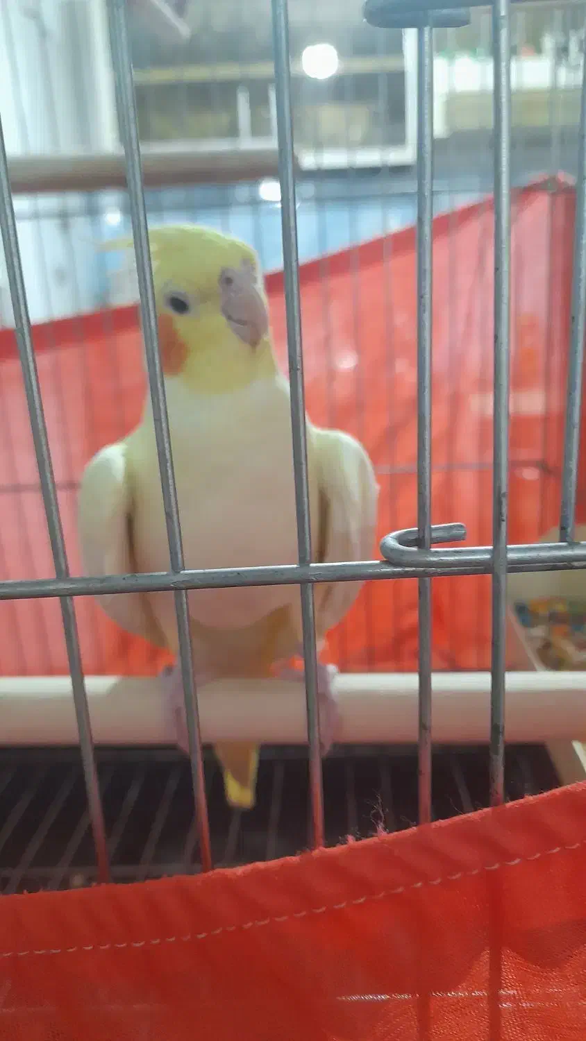 عروس هلندی نرو ماده سخنگو|پرنده|مشکیندشت, |دیوار