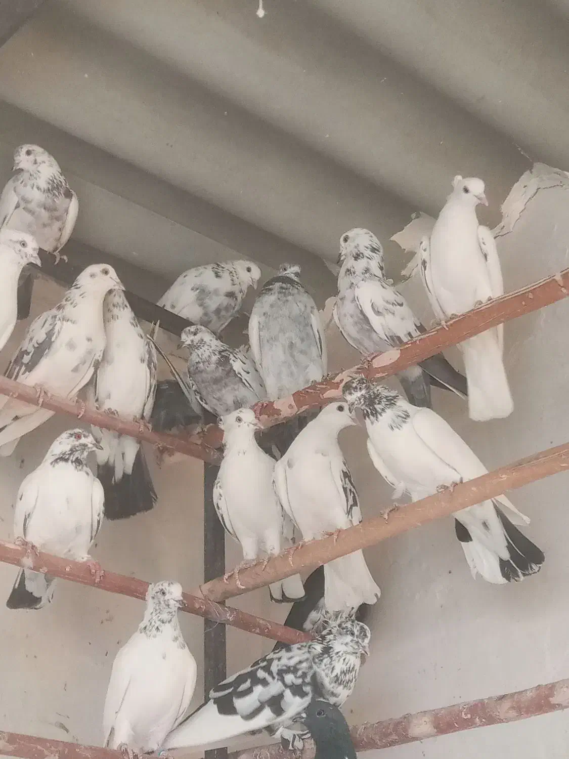 کفترگرویی|پرنده|کاشان, شهرک صنعتی کویر|دیوار