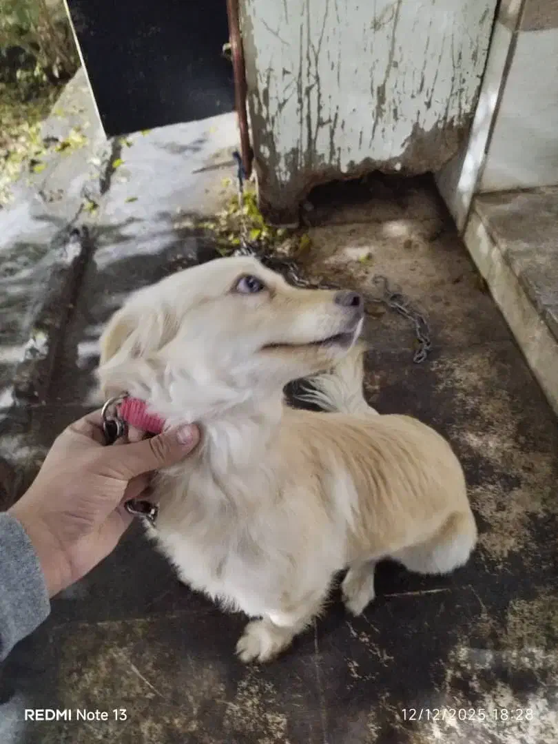 سگ پاکوتاه|سگ|جوادآباد, |دیوار