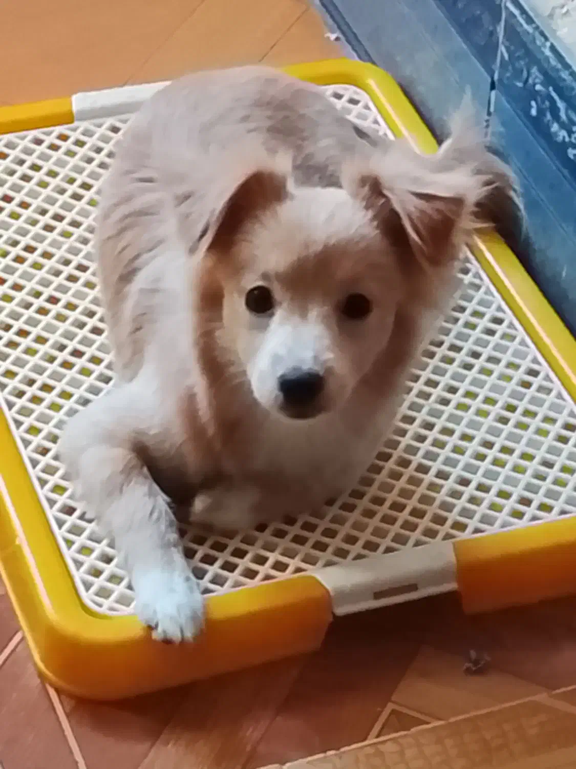 سگ اشپیز واگذاری|سگ|کرمانشاه, |دیوار