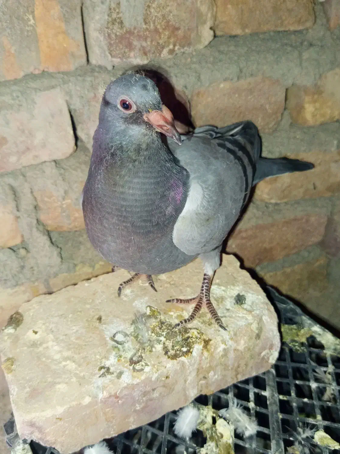 جوجه سبز فروشی|پرنده|خاش, |دیوار