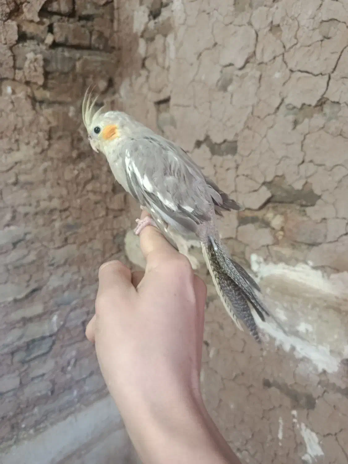 عروس هلندی|پرنده|اسفراین, |دیوار