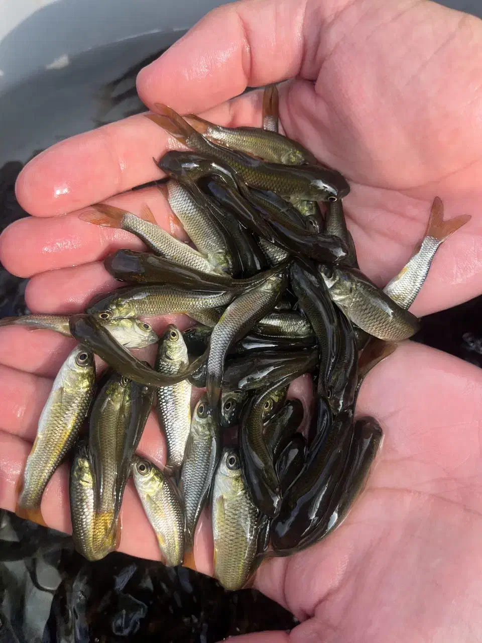 بچه ماهی کپور آمور فیتوفاگ|ماهی|سبزوار, کلاته سیفر|دیوار