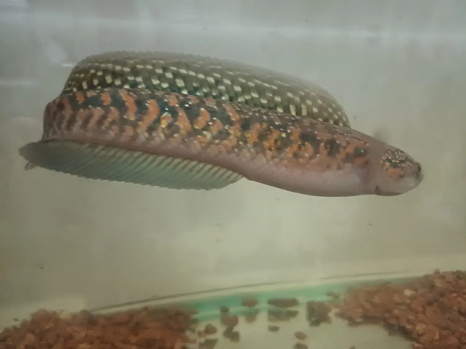 چانا کالیمایا رد|ماهی|تهران, فردوس|دیوار