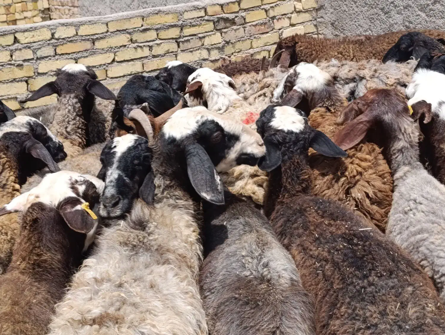 گوسفند شالی جوان ابستن شیشک ومیش|حیوانات مزرعه|هشتگرد, ینگی امام|دیوار