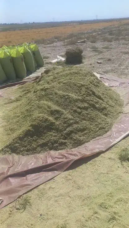 کاه خار دانه دار|حیوانات مزرعه|چناران, |دیوار