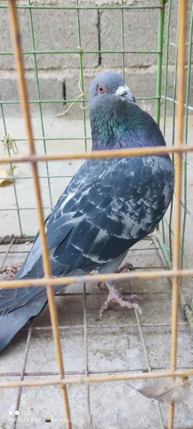 سه عدد کبوتر خوب|پرنده|ایوان, |دیوار