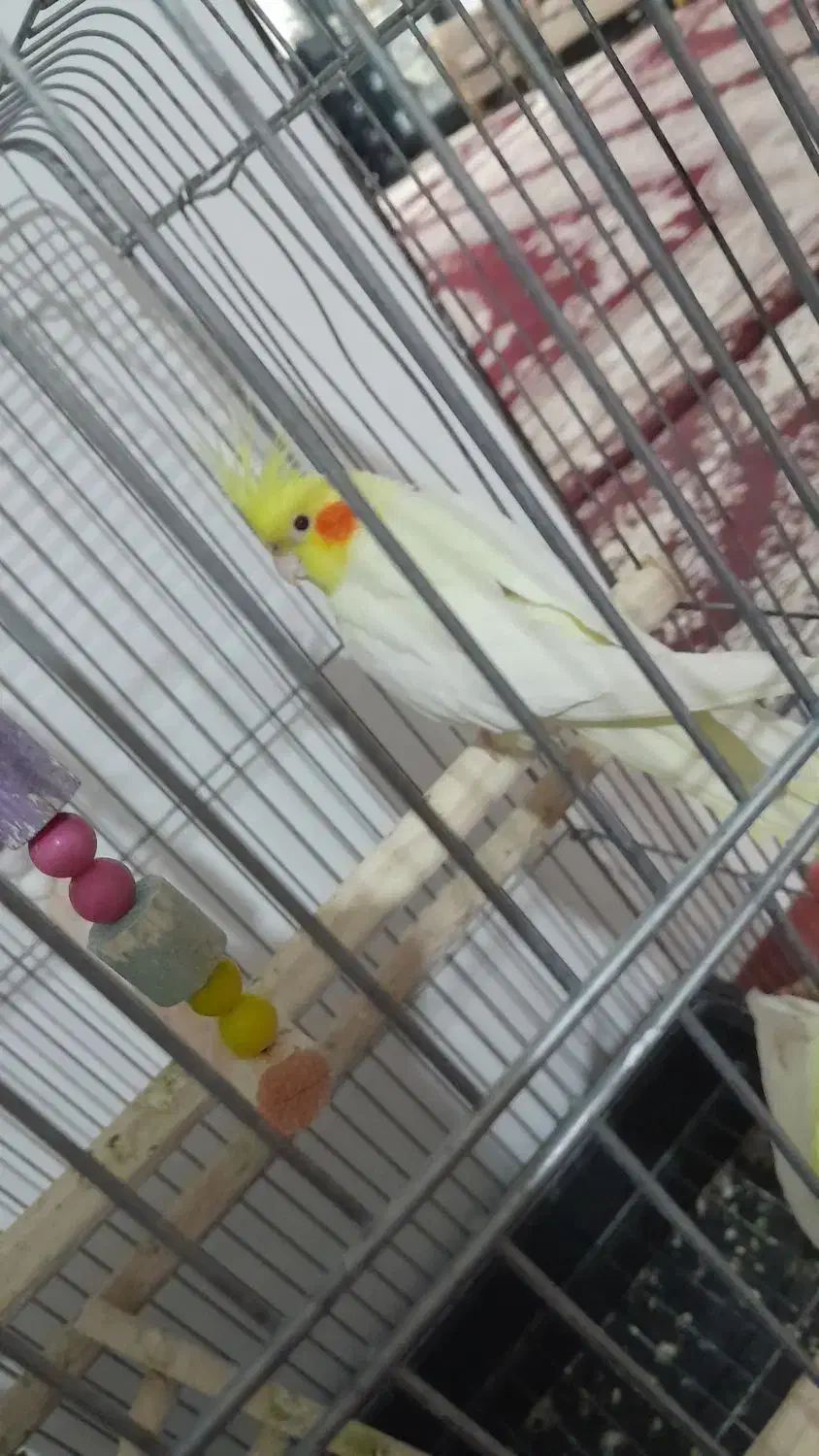 عروس هلندی نر و ماده|پرنده|بروجرد, |دیوار