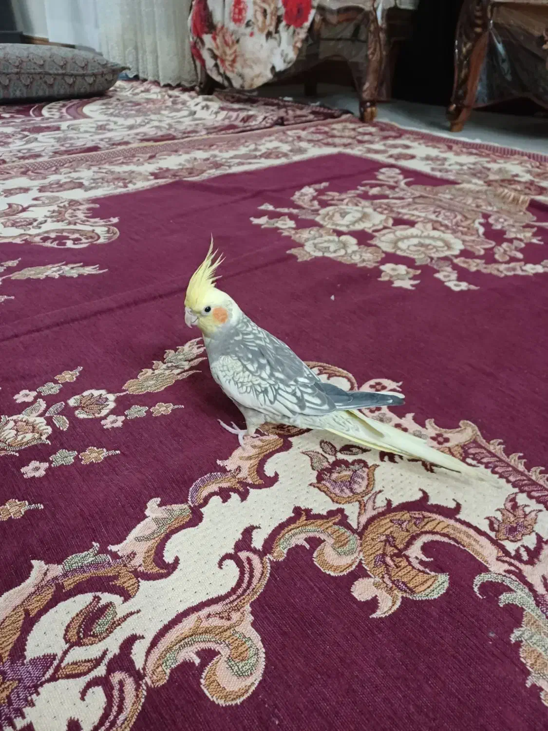 عروس هلندی ماده دستی|پرنده|دماوند, دماوند|دیوار