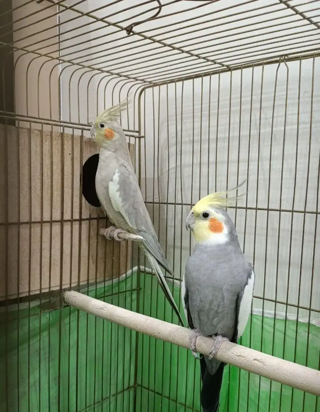 عروس هلندی یجفت بالغ اماده وجوجه 9ماهه|پرنده|جاجرود, |دیوار