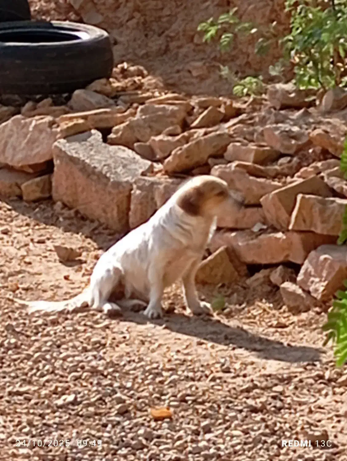 سگهای باهوش|سگ|مسجد سلیمان, |دیوار