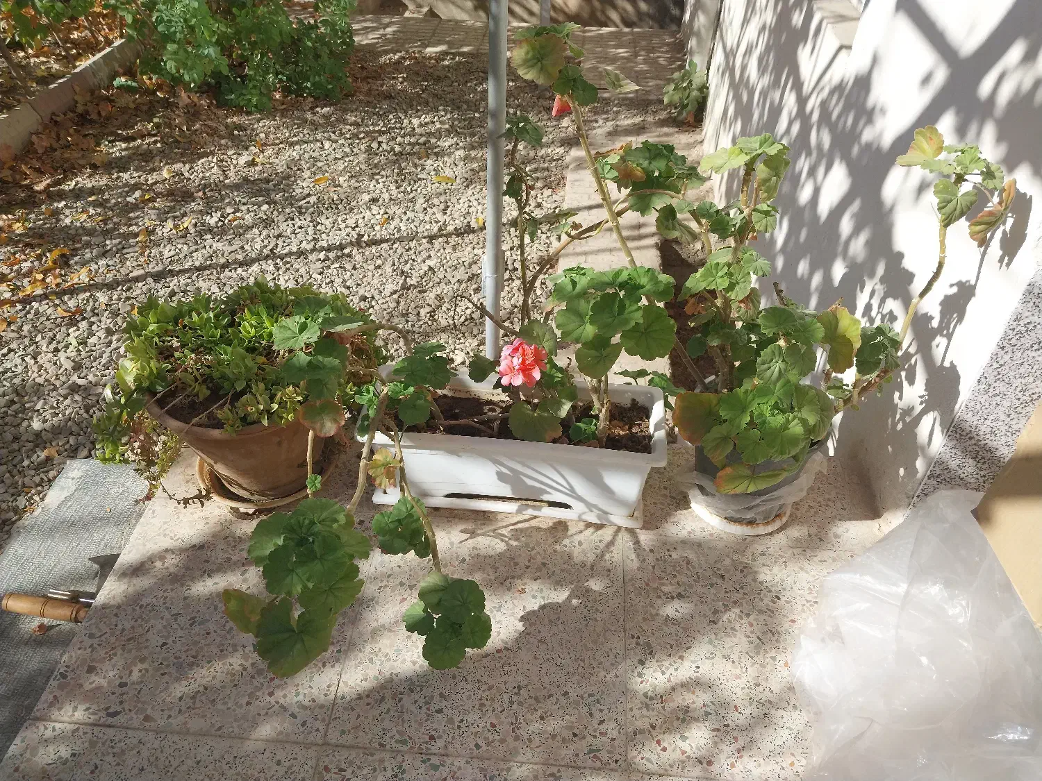 گلدان شمعدانی  فوری|گل و گیاه طبیعی|شاهرود, |دیوار