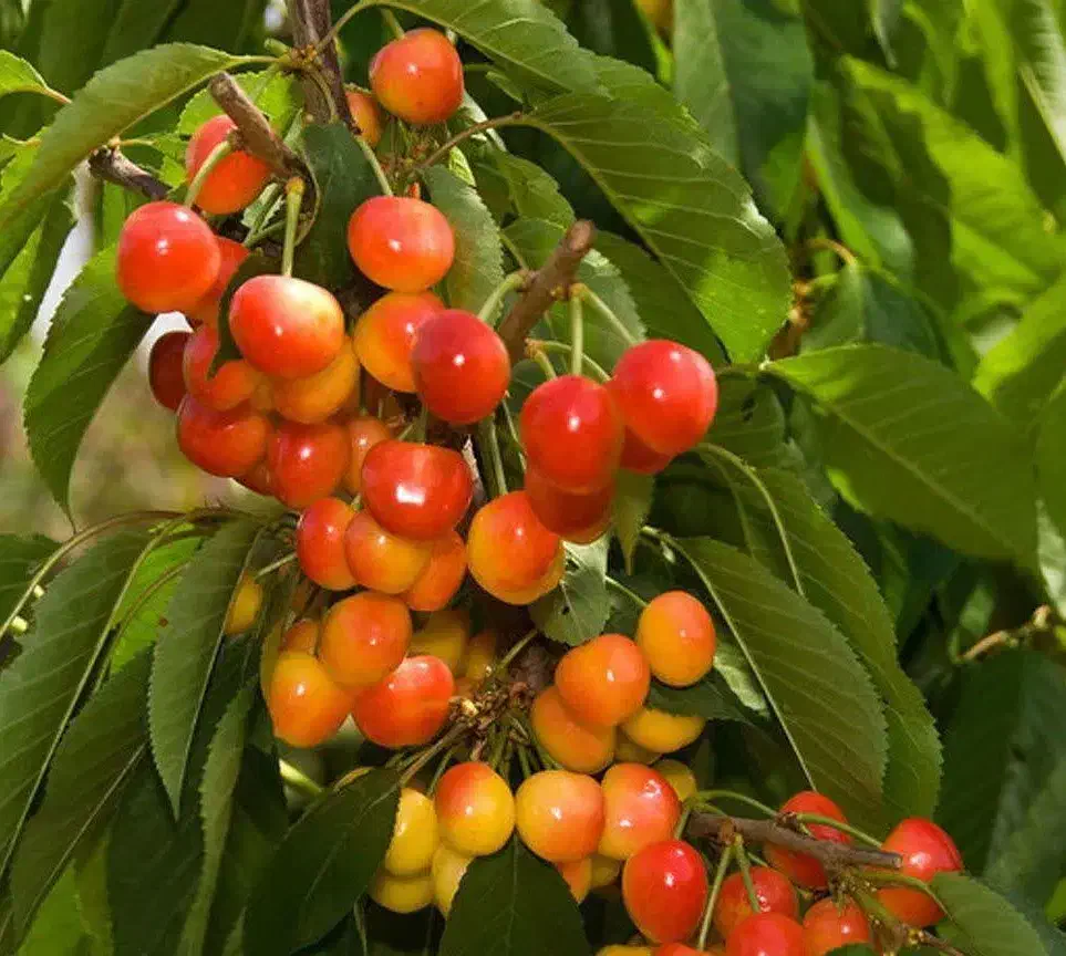 پیشفروش نهال گیلاس لواسان با شرایط چک|خدمات باغبانی و درختکاری|دوتپه, |دیوار