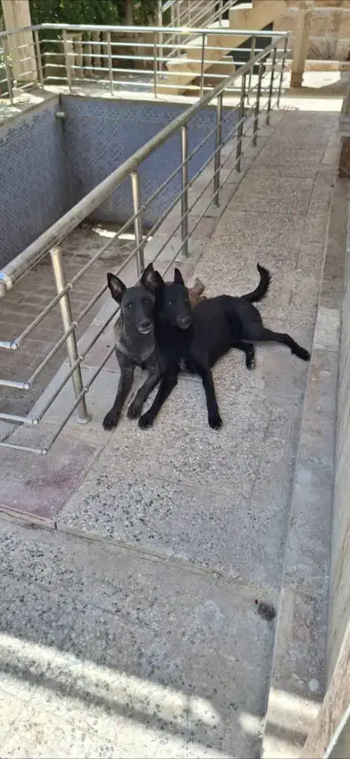 توله سگ مالینویز|سگ|پاکدشت, پاکدشت (مامازند)|دیوار