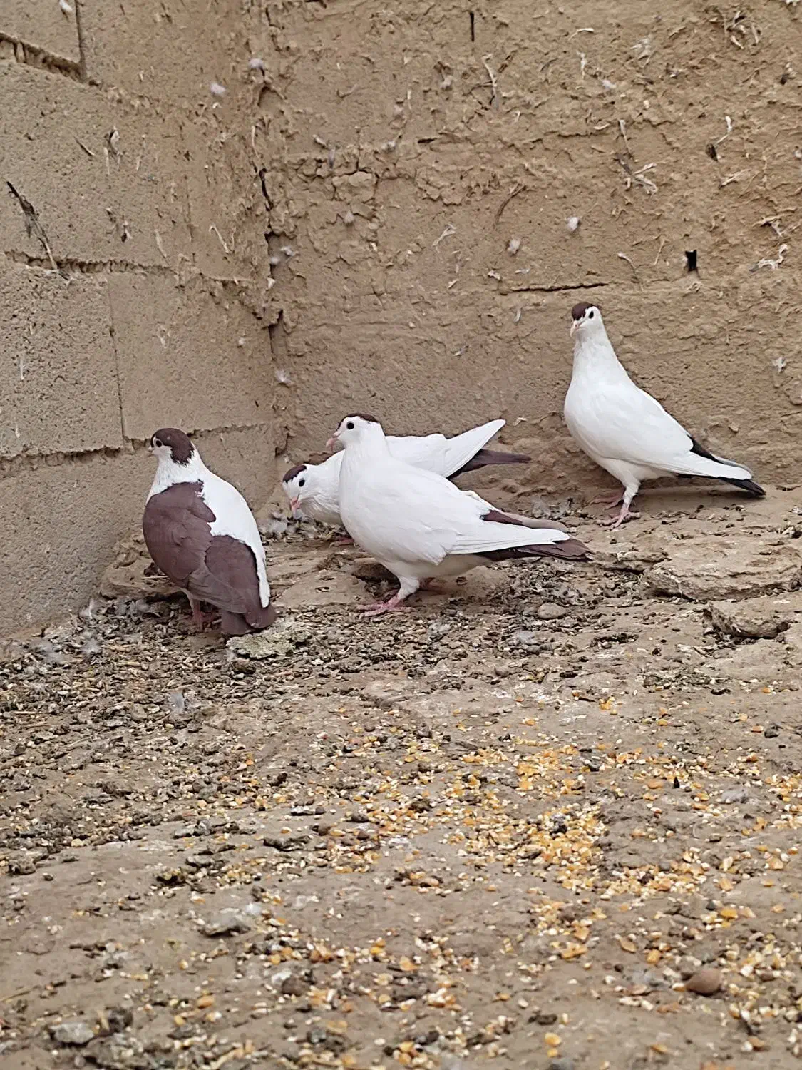 چپ وخال دم|پرنده|هامون, |دیوار