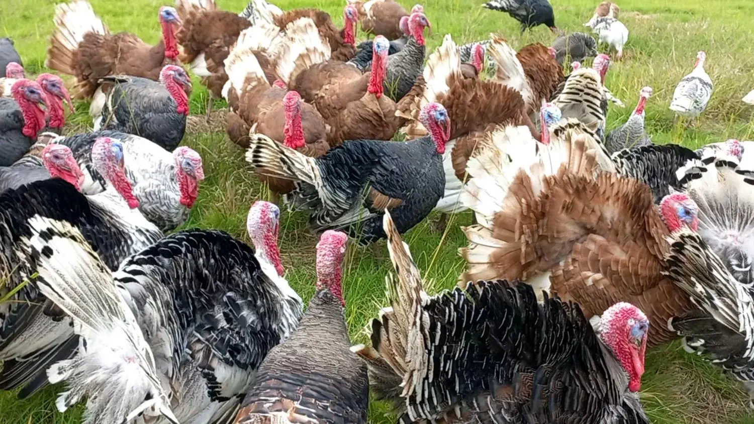 بوقلمون محلی|حیوانات مزرعه|آستانه اشرفیه, |دیوار