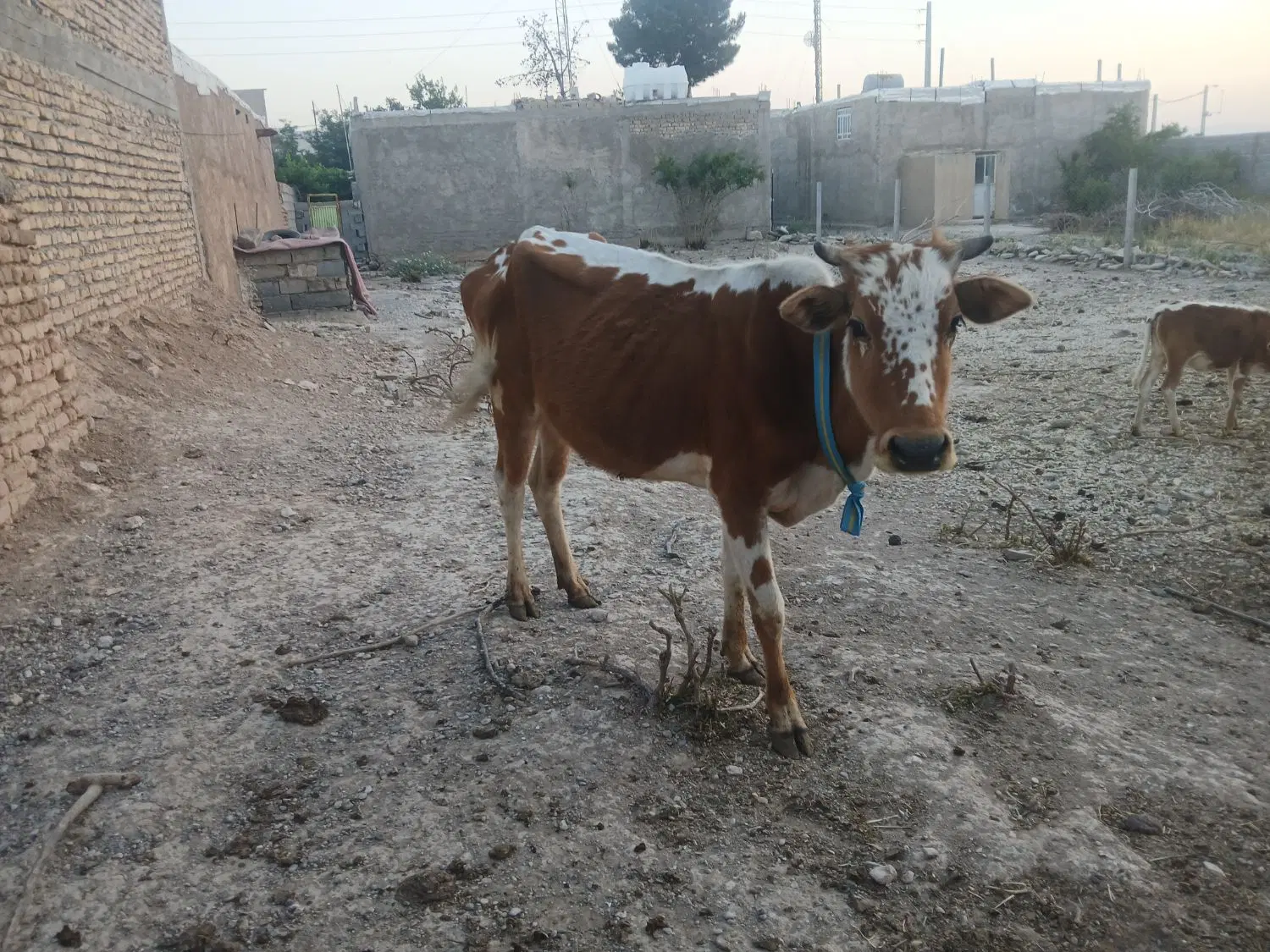 گاو|حیوانات مزرعه|مرودشت, نقش رستم|دیوار