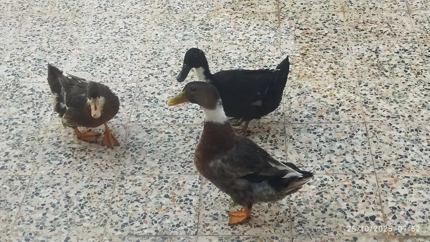 اردک|حیوانات مزرعه|مسجد سلیمان, |دیوار