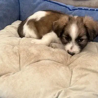 سگ شیتزو|سگ|نیشابور, فردوس شمالی|دیوار